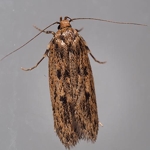 Hofmannophila pseudospretella, Oecophoridae, Tasmania, moth