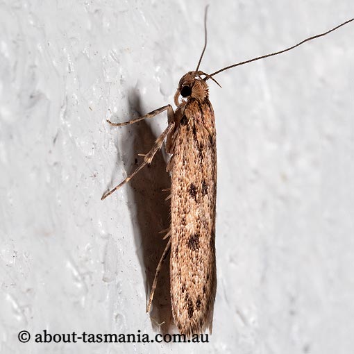 Hofmannophila pseudospretella, Oecophoridae, Tasmania, moth