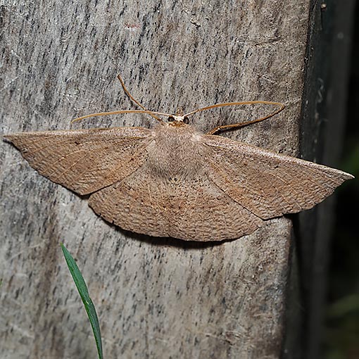 Idiodes siculoides, straight-winged bracken moth, Geometridae, Tasmania