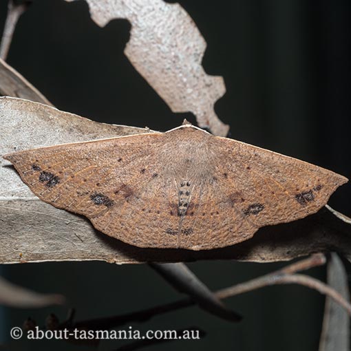 Idiodes siculoides, straight-winged bracken moth, Geometridae, Tasmania