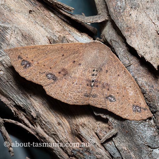 Idiodes siculoides, straight-winged bracken moth, Geometridae, Tasmania