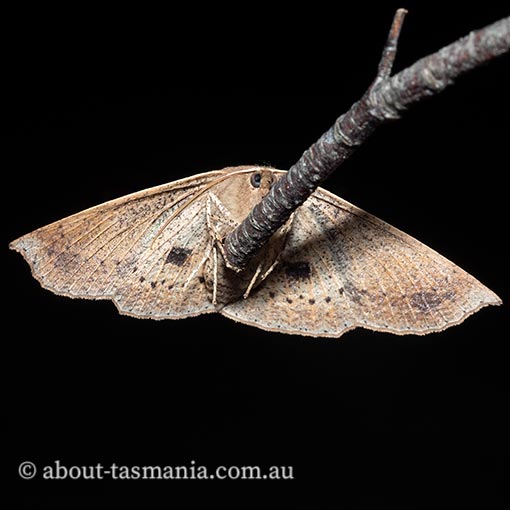 Idiodes siculoides, straight-winged bracken moth, Geometridae, Tasmania