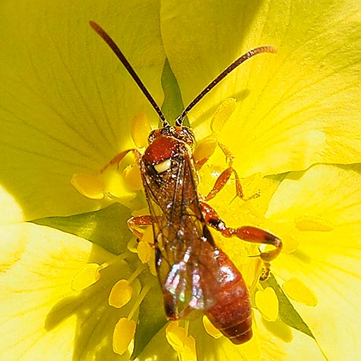 Ichneumon Wasp, Labium sp., Tasmania