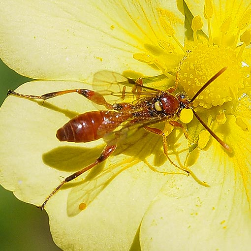 Ichneumon Wasp, Labium sp., Tasmania