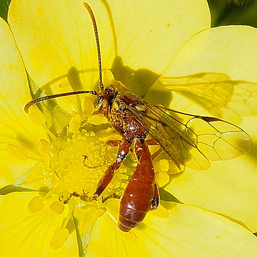 Ichneumon Wasp, Labium sp., Tasmania