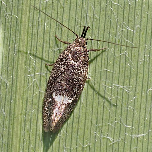 Leistomorpha brontoscopa, moth, Tasmania
