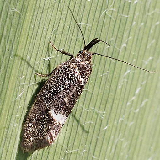 Leistomorpha brontoscopa, moth, Tasmania