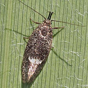 Leistomorpha brontoscopa