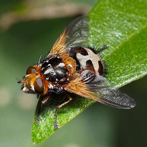 Microtropesa nigricornis, fly, Tasmania