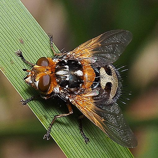 Microtropesa nigricornis, fly, Tasmania