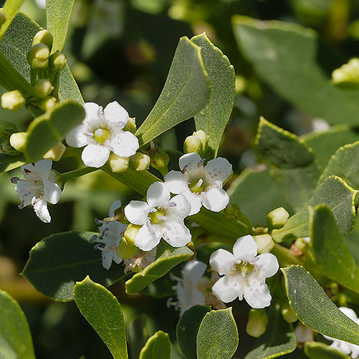 Myoporum insulare, Tasmania