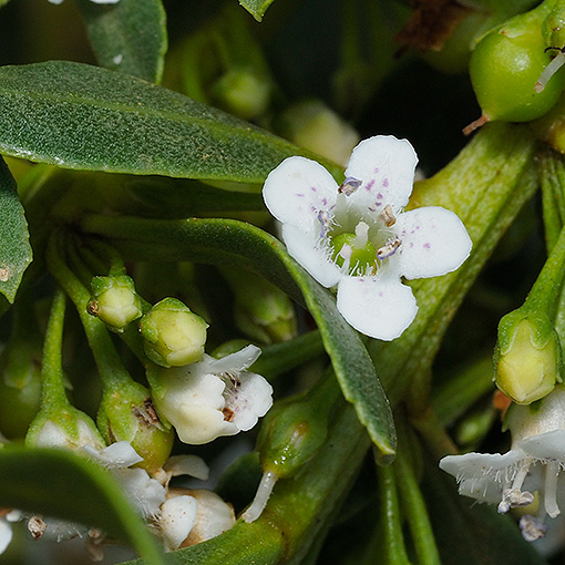 Myoporum insulare, Tasmania