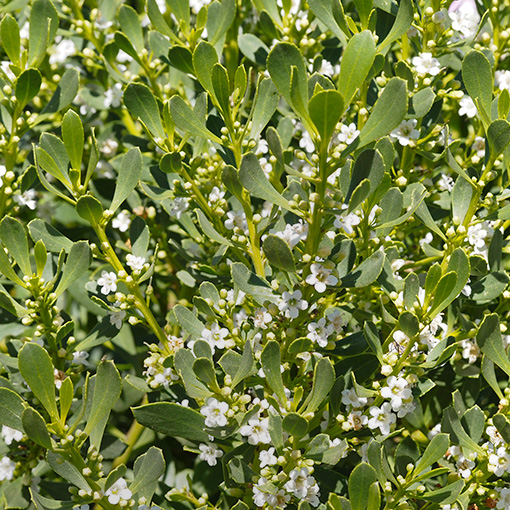 Myoporum insulare | About Tasmania