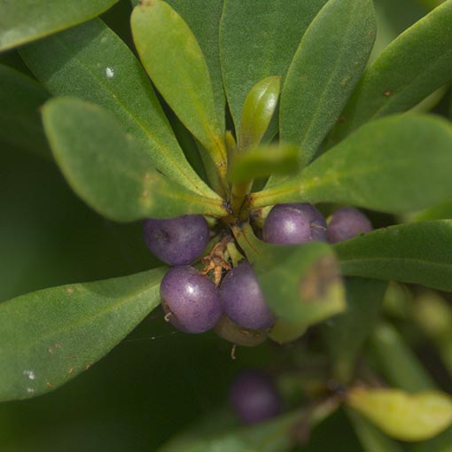 Myoporum insulare, Tasmania