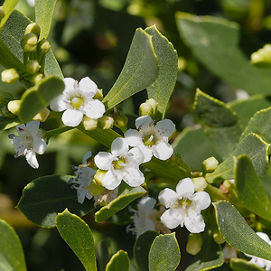 Myoporum insulare
