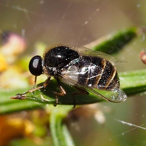 Small-headed fly, Ogcodes sp., Tasmania