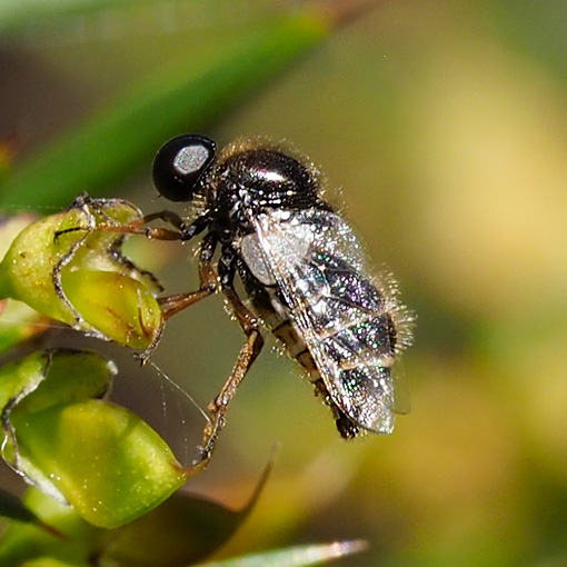 Small-headed fly, Ogcodes sp., Tasmania