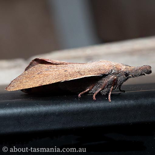 Pararguda nasuta, moth, Tasmania