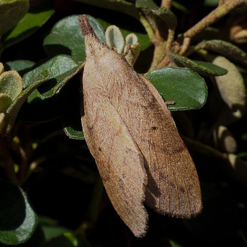 Pararguda nasuta, moth, Tasmania
