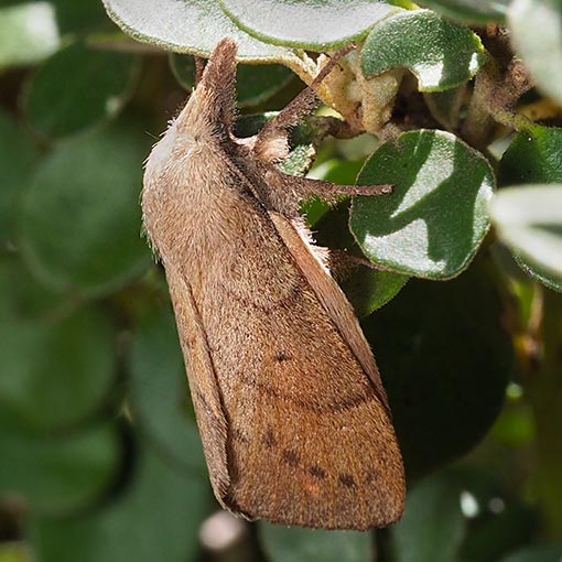 Pararguda nasuta, moth, Tasmania
