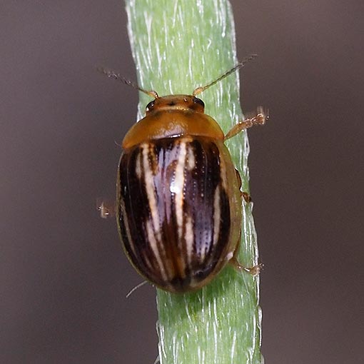 Paropsides sp. | About Tasmania