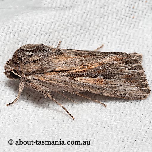 Persectania ewingi, Southern Armyworm, Noctuidae, Tasmania, moth