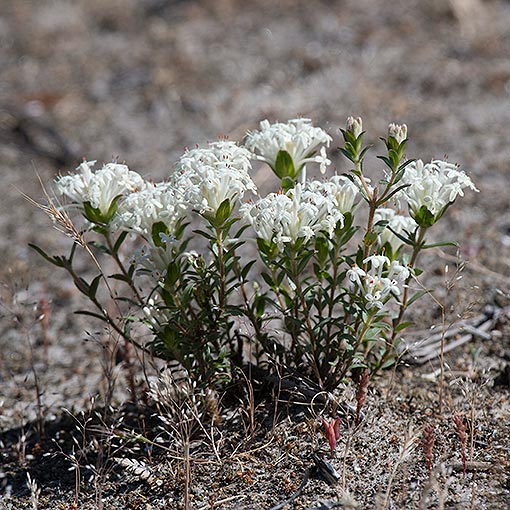 Pimelea humilis, Tasmania