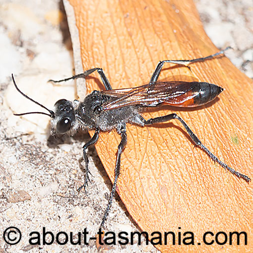 Sphecid Wasp, Podalonia tydei suspiciosa