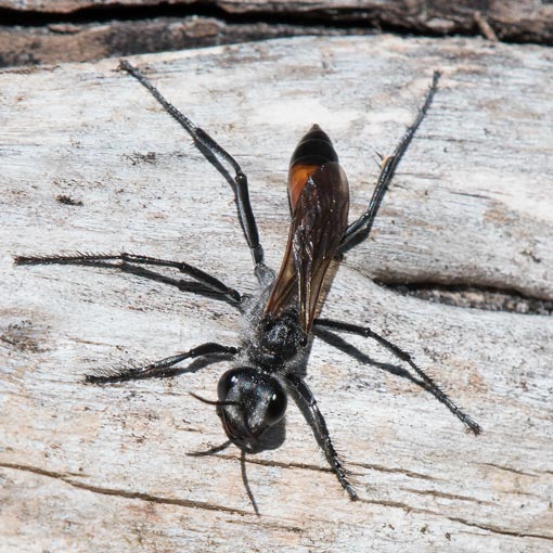 Sphecid Wasp, Podalonia tydei suspiciosa, Tasmania