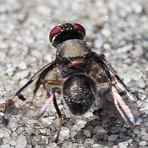 Boatman Fly, Pogonortalis doclea, Tasmania