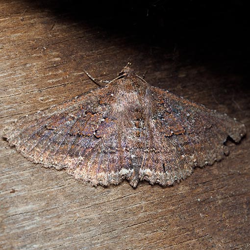 Praxis porphyretica, moth, Tasmania