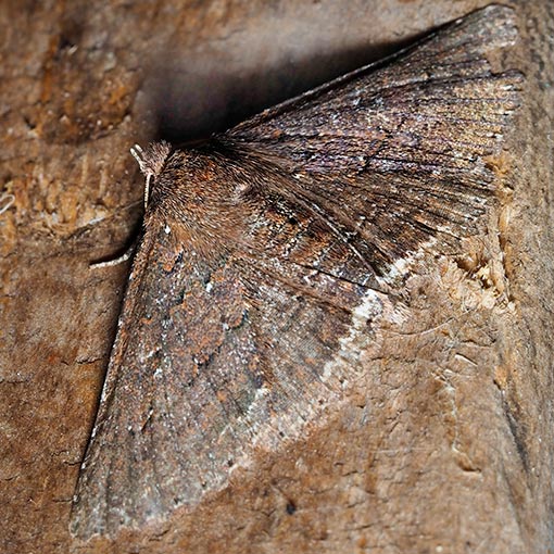 Praxis porphyretica, moth, Tasmania