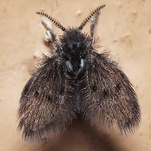 Moth Fly, Psychodidae, Tasmania