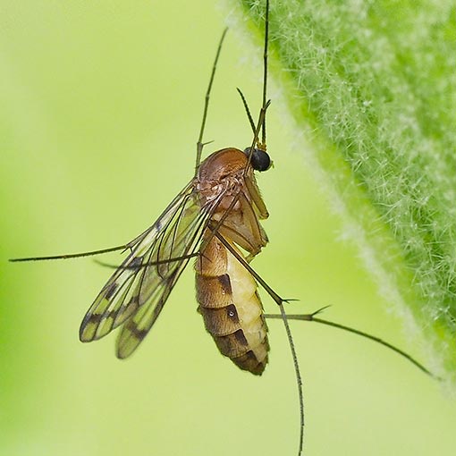 Fungus Gnat, Pyrtaula fenestralis, Tasmania