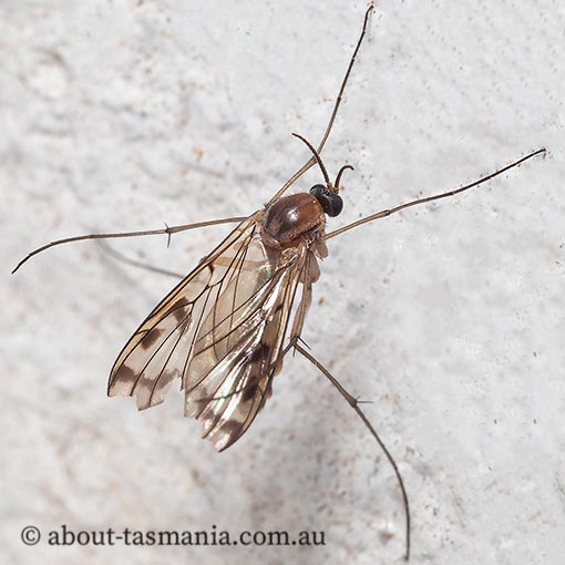 Fungus Gnat, Pyrtaula fenestralis, Tasmania