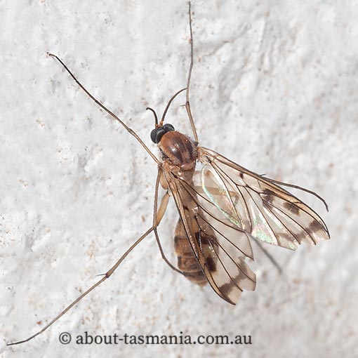 Fungus Gnat, Pyrtaula fenestralis, Tasmania