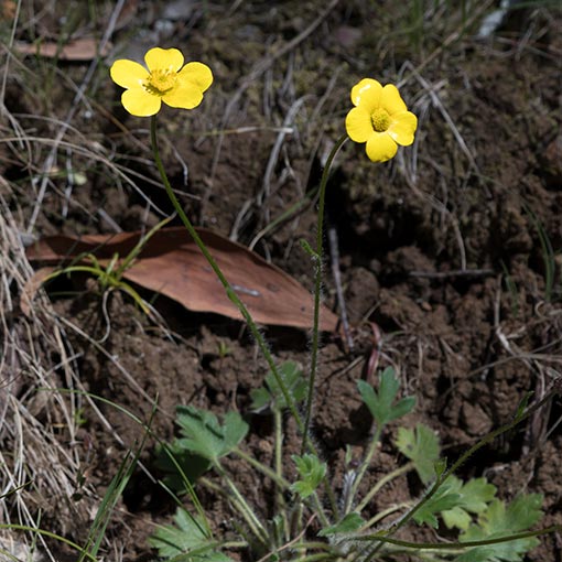 Ranunculus lappaceus, Tasmania