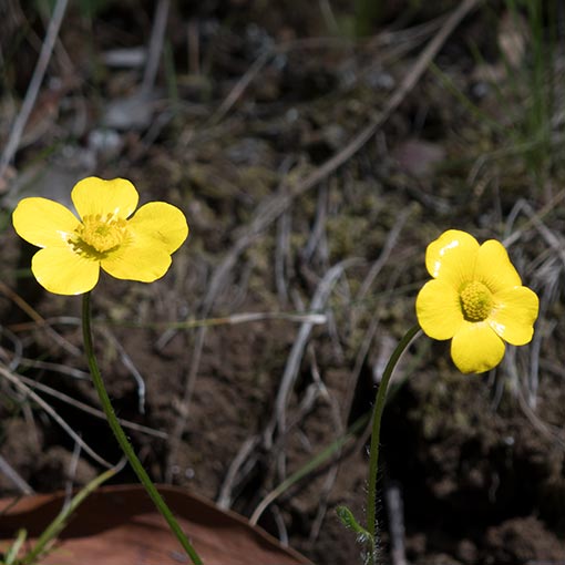 Ranunculus lappaceus, Tasmania