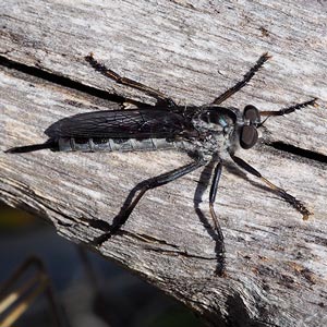 Neoitamus hyalipennis