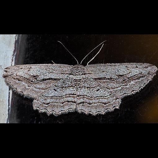 Scioglyptis loxographa, moth, Tasmania