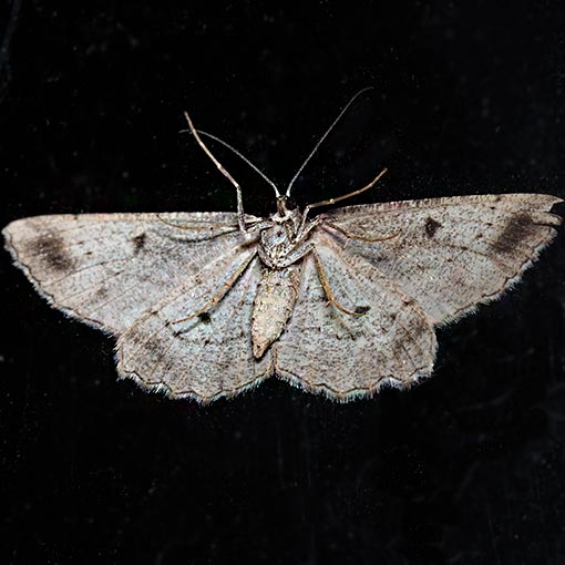 Scioglyptis loxographa, moth, Tasmania