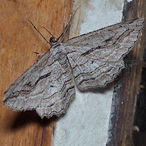 Scioglyptis loxographa, moth, Tasmania