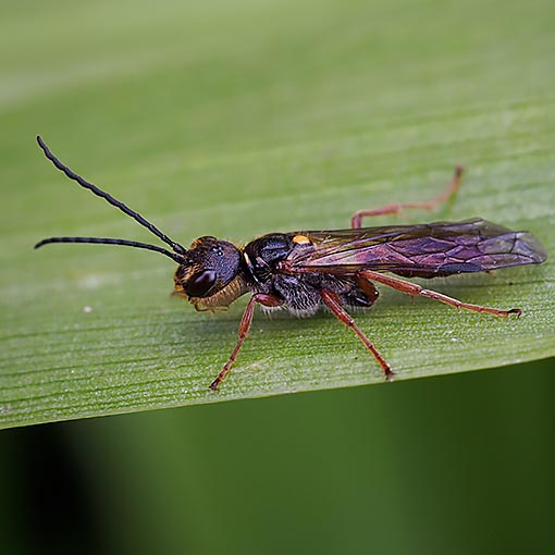 Tachynomyia abdominalis | About Tasmania