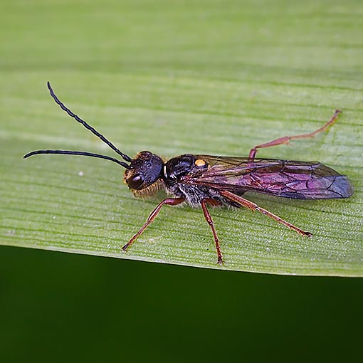 Flower wasp, Tachynomyia abdominalis, Tasmania