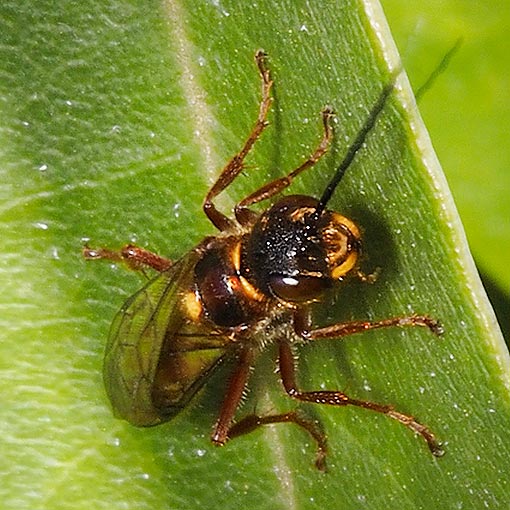 Flower wasp, Tachynomyia abdominalis, Tasmania