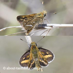 White-banded Grass-Dart