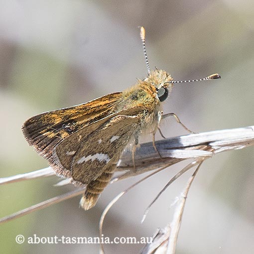 White-banded Grass-Dart, Taractrocera papyria, Tasmania, butterfly