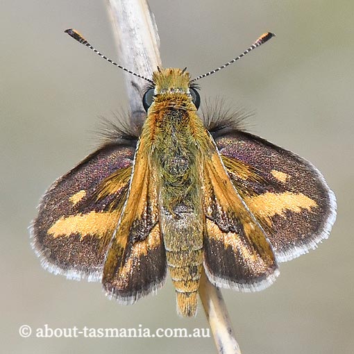 White-banded Grass-Dart, Taractrocera papyria, Tasmania, butterfly