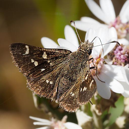 Tasmanian skipper, Pasma tasmanicus, Tasmania, butterfly