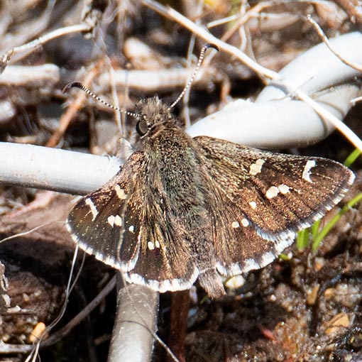 Tasmanian skipper, Pasma tasmanicus, Tasmania, butterfly